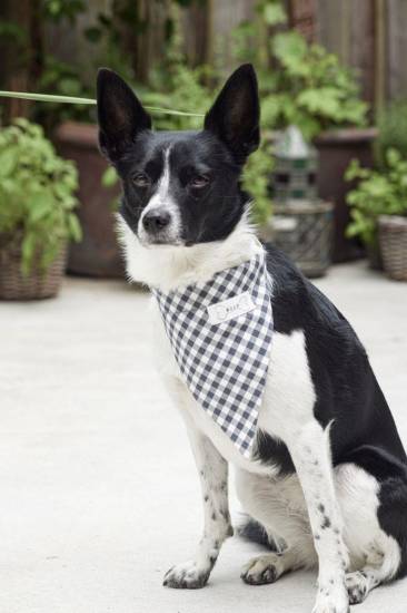 Hunde Accessoires | BURDA | Gr: one | Level: 2