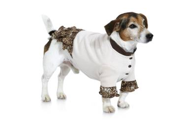 Dog coat | BURDA-Edition | Size: S-L | Levels: 2